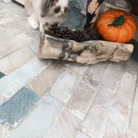 خرگوش لوپ ماده