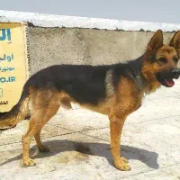 ژرمن سگ نگهبان. هاسکی