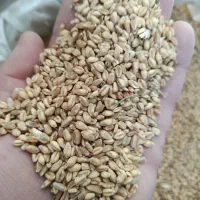 گندم بذری رقم پیشگام