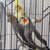 کوکاتیل(عروس) نر جوان