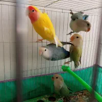 کوتوله برزیلی