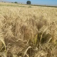 جو ویلما درجه یک بذری درکوار