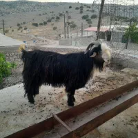دوبر جوان 1 سال