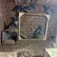کفتر کیلومتری نر