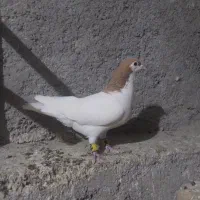 معاوضه با ۱۳ کیلو گندم