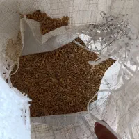 گندم