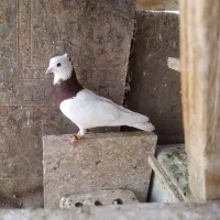 پرنده