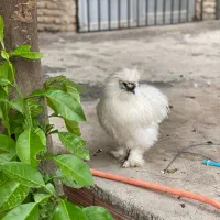 مرغ و خروس ابریشمی بالغ کوپال