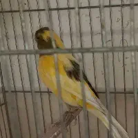 قناری ابلغ زرد