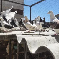 جوجه کفتر پرشی