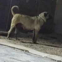 سگ ماده پژدر