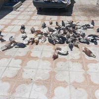 کفتر