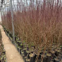 نهال درخت میوه بادام سطلی