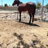 اسب|اسب و تجهیزات اسب‌سواری|قشم, |دیوار