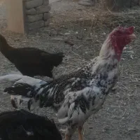 1عدد جوجه 11ماهه همه‌چیز تمام