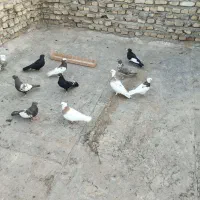 فروش 11عدد کبوتر رنگی
