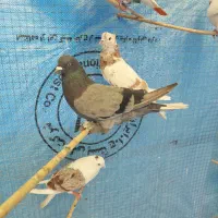 کفتر|پرنده|تهران, سجاد|دیوار