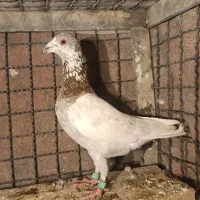 3 تا کفتر آلمانی خوشتیپ « زدوخوردی»