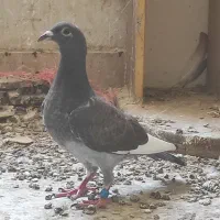 نر پلاکی و یجفت جوجه معاوضه با سگ