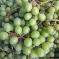 غوره