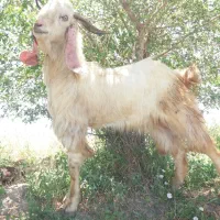 بزغاله