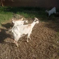 گوسفند و بز