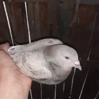 چند جفت کبوتر