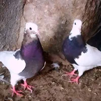 طوق ماده