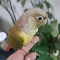 طوطی گرین چیک اهلی