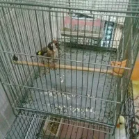 سهره با قفس