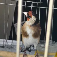 سهره