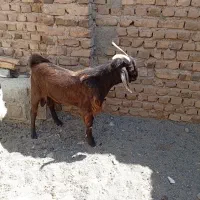 بروفروش