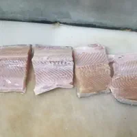 ماهی قزل آلا زنده