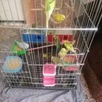 فروش مرغ عشق|پرنده|یزد, |دیوار