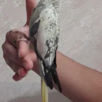 عروس هلندی