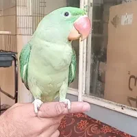 شاه طوطی اسکندری