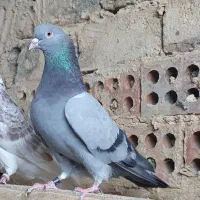 تعدادی کفتر پرشی خارجی