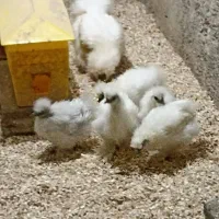 جوجه یک‌ماه و نیمه ابریشمی اصیل