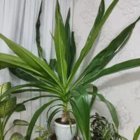گل سوسن عنکبوتی