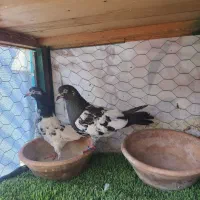 چن جفت کفتر پاکستانی