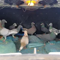 پلاکی بیرون شهری