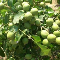 فروش نهال گردو و انواع میوه اصلاح شده