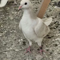 مفلق کاغذی پرده پا