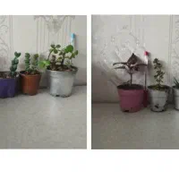 دو پک گلدان گل و گیاه آپارتمانی