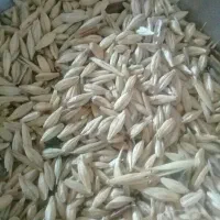 جو‌شش‌پر‌تمیز‌بدونه‌گندم