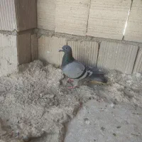سبز