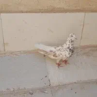 دوتا کفتر پرشی(قلمکار نر و سبز ماده)