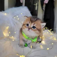 گربه بریتیش