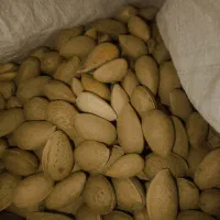 بادام شیرین