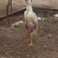 لاری بشرط همه چیز سن 8 خوردهی جنس نمیدونم ولی بشرط